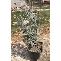 Aromatik Lavanta Fidanı Fidesi 10-20 Cm N11.134