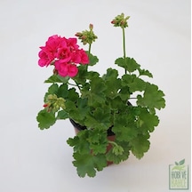 Pembe Sardunya Çiçeği Fidanı 10-20 Cm