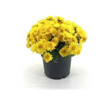Sarı Kasımpatı Krizantem Chrysanthemum 10-20 Cm