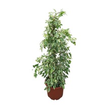 Ficus Benjamina ‘Starlight’ (Kauçuk Çiçeği) Ø30 CM Y125-150 CM