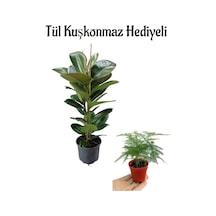 Parlak Yapraklı Yeşil Kauçuk Bitkisi Anneler Gününe Özel Tül Kuşkonmaz Hediyeli