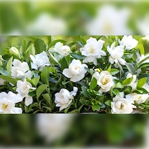 Gardenya 50-80 Cm 2-3 Yaş Yoğun Kokulu