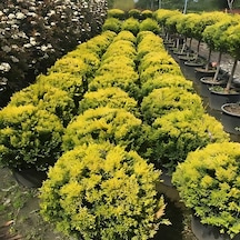 Limon Selvi Tek Top 50 Cm