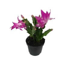 Schlumbergera - Yılbaşı Çiçeği Pembe Renk - 878010233