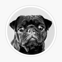 Pug Irkı Cinsi Köpek Sticker Araba Oto Yapıştırması 17Cm B1