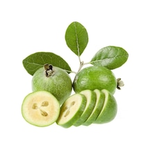 Tüplü Kaymak Ağacı-Feijoa Fidanı