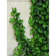 Videolu Büyük Yapraklı 1 Adet Duvar Sarmaşığı Fidanı Saksılı 50-80 Cm Climbing İvy