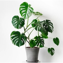 Deve Tabanı Bitkisi 70-80 Cm Monstera Deliciosa