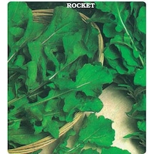 Roka Tohumu Geniş Yaprak 500 GRam N112113
