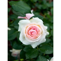 Avantajlı Kokulu Pembe Gül Yediveren 1 Adet Saksılı 50-70cm Aşılı Gül Pink Rose