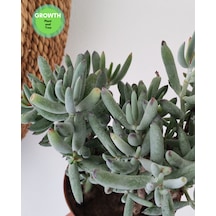 Cotyledon Orbiculata Sukulent 1 Adet