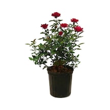 Videolu Kırmızı Kokulu Yediveren 50 70 Cm Saksılı Aşılı Gül Red Rose