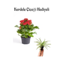 Hediyelik Kırmızı Renk Kalanşo Kalanchoe Çiçeği Sevgililer Gününe Özel Kurdele Çiçeği Hediyeli
