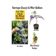 Mis Kokulu Hanımeli Çiçeği 1 Adet+bordo Yeşil Yaprak Güzeli Hediye Peyzaj Seti