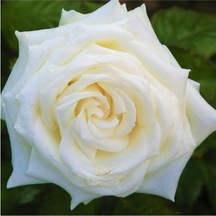 Vanilya Beyazı Gül Fidanı 15-25 Cm