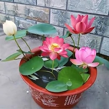 5 Adet Tohum Nadir Bulunan Karışık Tayland Lotus Çiçeği Tohumu