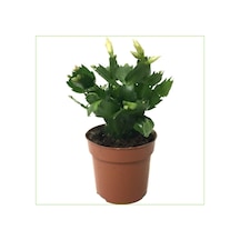 Serada Decor & Plant Yılbaşı Çiçeği Canlı