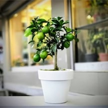 Ev İçin Saksılı Limon Ağacı Yediveren