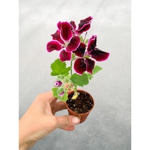Sardunya Çiçeği Fidanı Bordo 10-20 Cm Canan Ceylan Gözü