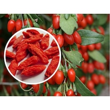 Goji Berry Tohumu Kurt Üzümü Tohumu 15 Tohum+Saksı+Toprak+