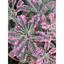 Serada Decor Plant Pembe Aşkın Gözyaşı Kaktüs Ve Sukulent Pink Butterflies Kalanchoe 5.5 Saksı