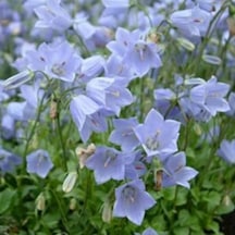 Light Blue Campanula Çan Çiçeği Tohumu 100 Tohum