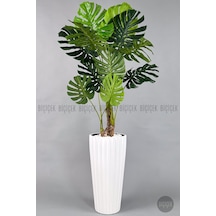 Yapay Monstera Ağacı Deve Tabani 200 Cm Beyaz Li Lyum Saksıda