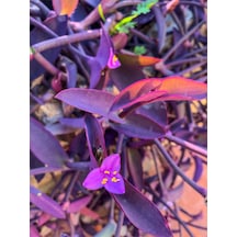 Videolu Telgraf Çiçeği Kara Sevda 20 40 Cm 1adet Saksılı Çiçekli Iç Dış Mekan Bitkisi Tradescantia