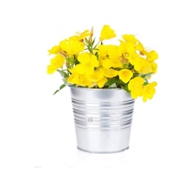 Eko Paket 125 Tohum Ezan Çiçeği Tohumu Çiçek Tohumu Gece Mumu