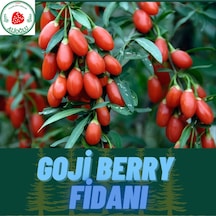 4 Adet Tüplü Nadir Çeşit Goji Berry Kurt Üzümü