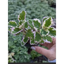 Kokulu Salon Çiçeği Plectranthus Forsteri 1 Adet Saksılı Mini 10-20cm
