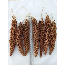 Premium Kalite Tilki Kuyruğu Kızıl Dal Darı 1 KG