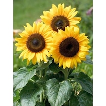 +20 Adet Süs Ayçiçeği Tohumu N117935