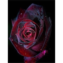 5 Adet Red And Black Rose Gül Tohumu