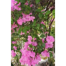 Begonvil Pembe 100 Cm