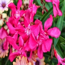 Pembe Çiçek Açan Zakkum Fidanı 40-60 Cm