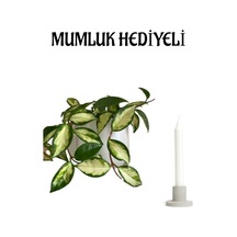 Sevgilier Gününe Özel Pembe Renk Hoya- Mum Çiçeği Mumluk Hediyeli Bitki