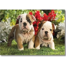 Cakasepetim Yavru Bulldogs Ahşap Mdf Tablo