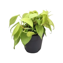 Philodendron Micans lime 2841