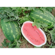 Allsweet Karpuz Tohumu 10+ Tohum
