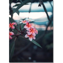 Cakasepetim Pembe Plumeria Çiçekleri Flu Arkaplan Ahşap Mdf Tablo