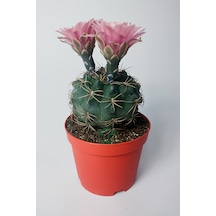 Gymnocalycium Baldianum - Çiçek Açan Nadir Kaktüs - Kolay Bakım -