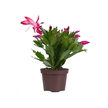 Schlumbergera 'pink' - Kaktüs - Pembe Yılbaşı Çiçeği