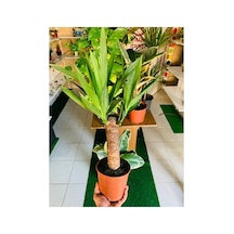 Yucca Massengena Bitkisi Yufka Salon Bitkisi