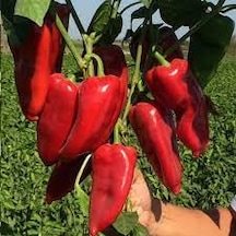 50 Adet Tohum Nadir Adana Kebaplık Kırmızı Kapya Biberi Tohumu He