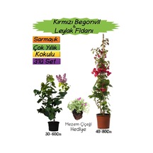 Kırmızı Renk Begonvil+kokulu Mor Leylak Fidanı+mezem Çiçeği 3'lü Peyzaj Seti