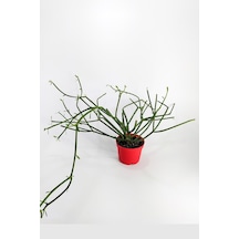 Euphorbia Tirucalli Kalem Kaktüs Özel Tür Nadide Kaktus Tekli