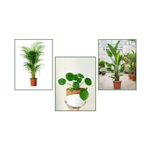 Starliçe & Areka & Pilea