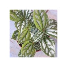 Karyağdı Alüminyum Çiçeği Topçu Çiçeği Fidanı Pilea Cadierei 3 Adet