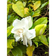 Videolu Kokulu 1 Adet Beyaz Gardenya Çiçeği Saksılı 25-40cm Salon Bitkisi White Gardenia Flower
